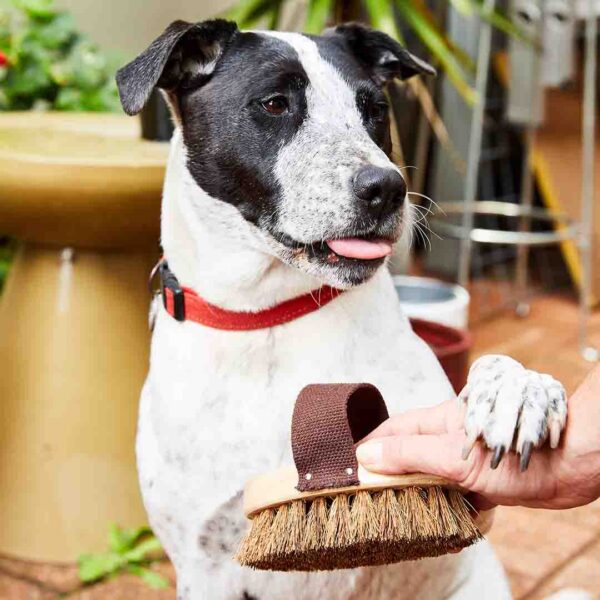 ECOMAX Pet Grooming Brush - Image 2