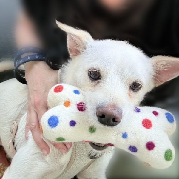 Chew & Play Wool Toy Polkadot White Small - Image 3
